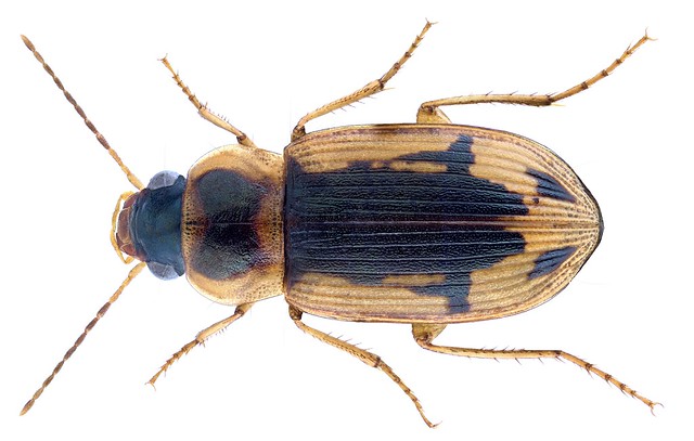Aulacoryssus pulchellus (Dejean, 1829)