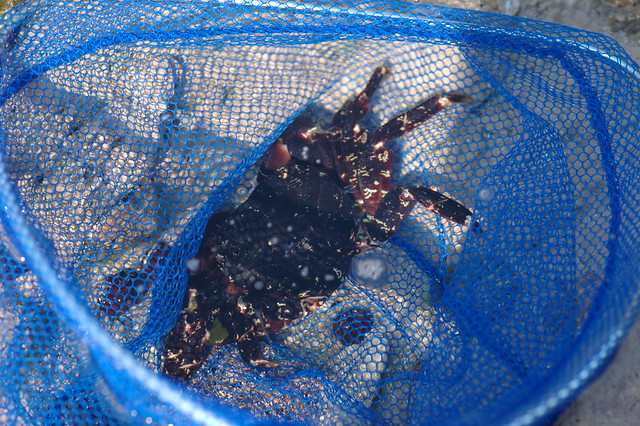 Hemigrapsus sanguineus (Asian shore crab / Blaasjeskrab)