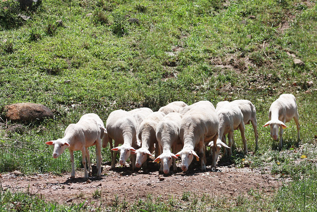 Sheeps- Ovelhas -  Bento Gonçaves - RS- Brasil