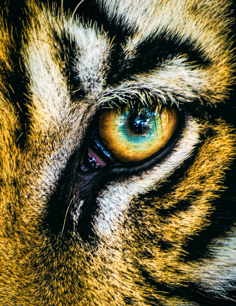 Eye of the Tiger