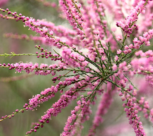 pink flowers spring bokeh riverfrontpark floweringtree peoriaillinois peoriaparkdistrict 365daysincolour