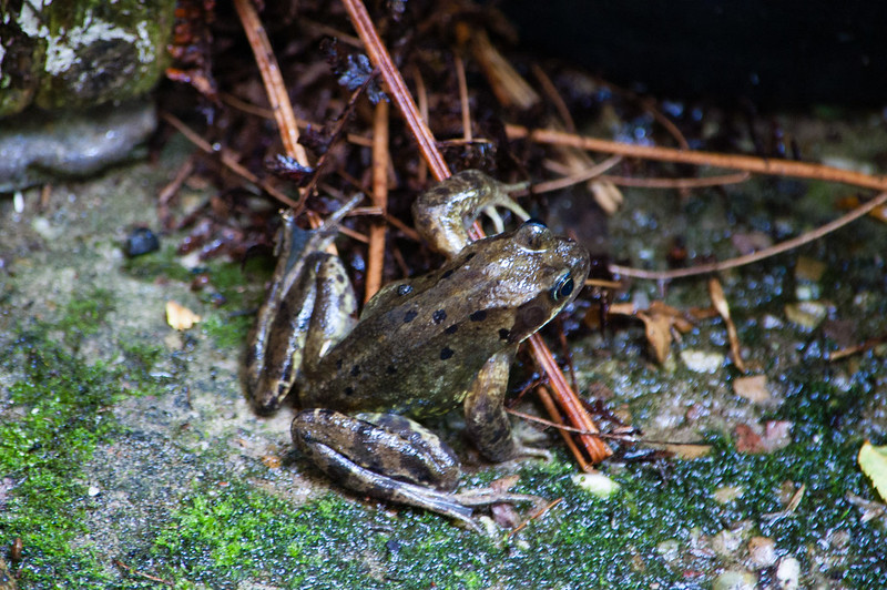 Frog sheltering