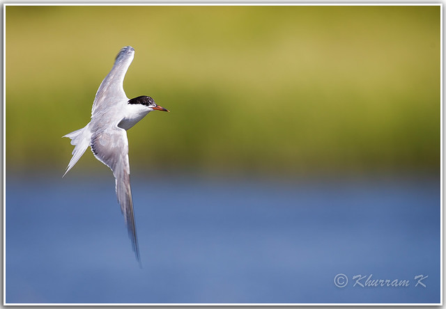 Tern about...