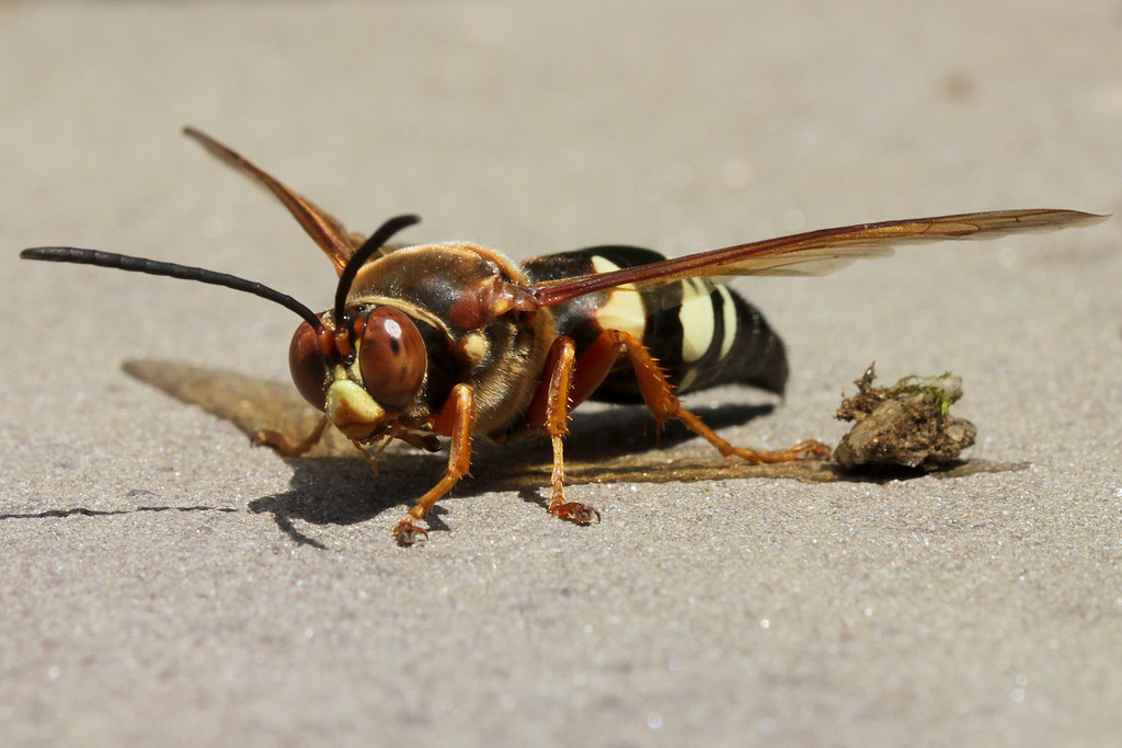 Sphecius speciosus, Cicada killer, Asheville, North Carolina