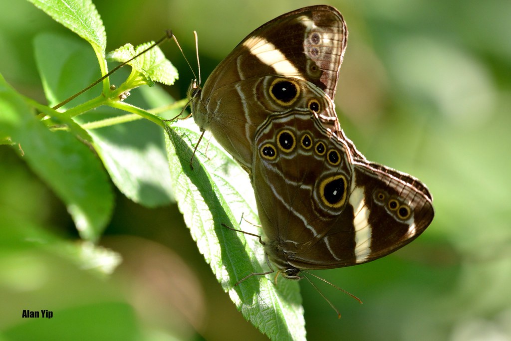 Banded Tree Brown 白帶黛眼蝶 | 白帶黛眼蝶 [mating] 20130826 Insecta: L… | Flickr