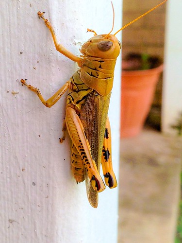 summer grasshopper paristexas iphone5photography