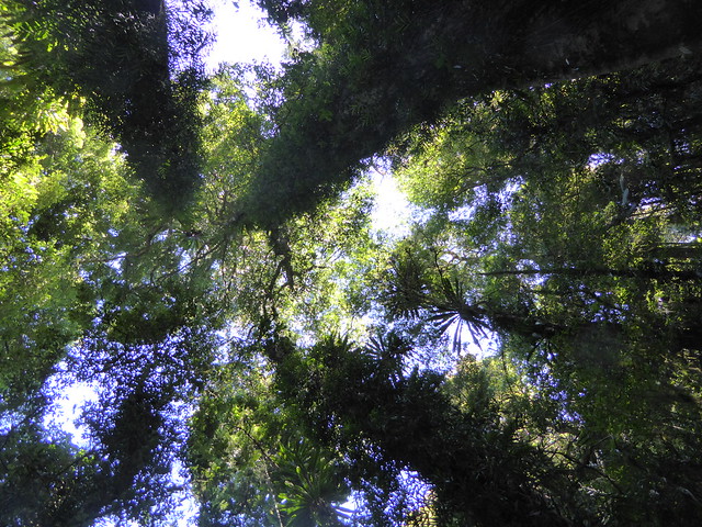 0P 445 under the rainforest canopy