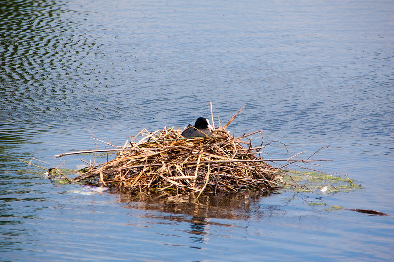 Coot on the nest, Perton pool