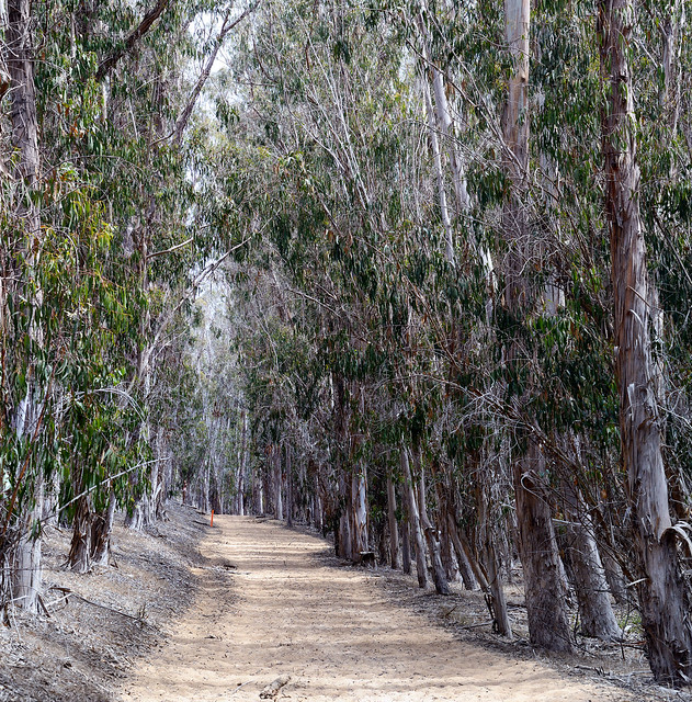 Banyon Tree Trail