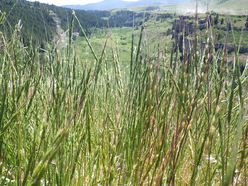 montana habit monarch annual poaceae introduced bunchgrass triticeae coolseason sluiceboxesstatepark aegilopscylindrica jointedgoatgrass
