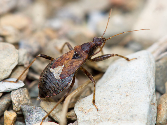 Himacerus mirmicoides (Ant damsel bug)
