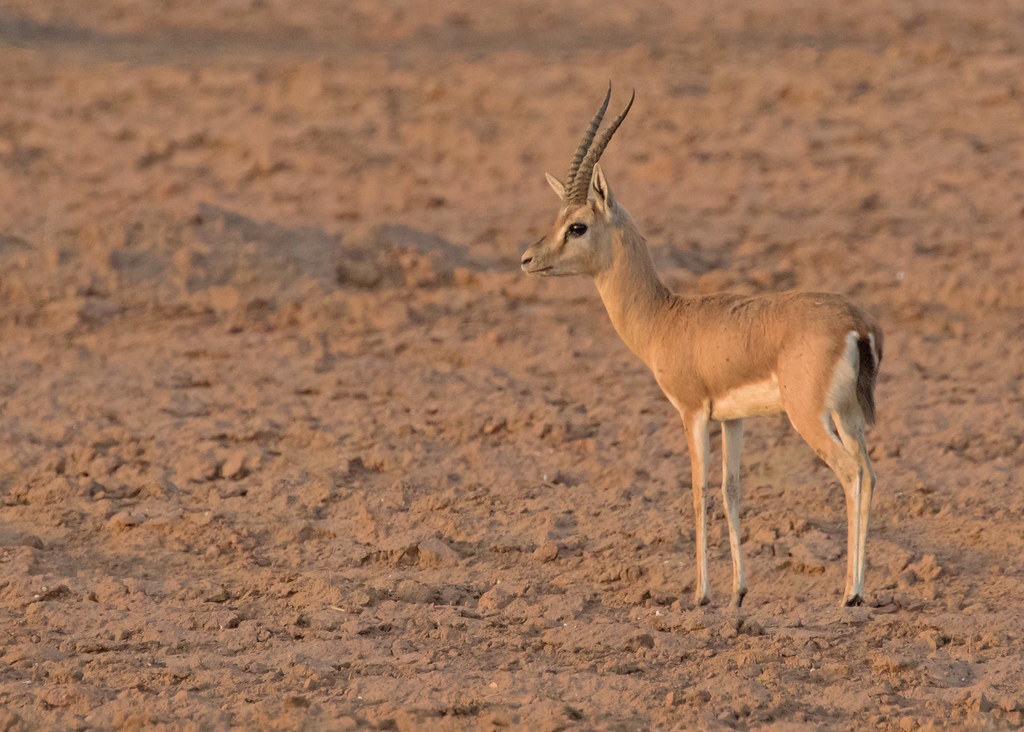 Chinkara (Gazella bennettii) (Explored 13/01/17) | This is a… | Flickr