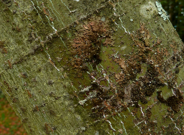 Acer campbellii ssp. sinense