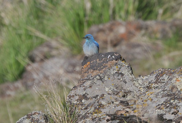 Mountain Bluebird 5302a