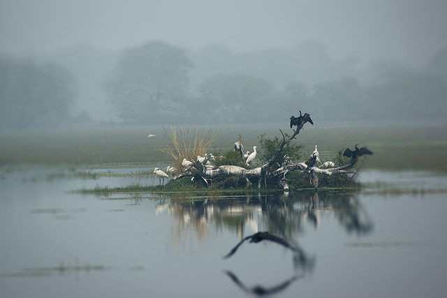 Keoladeo bird park India