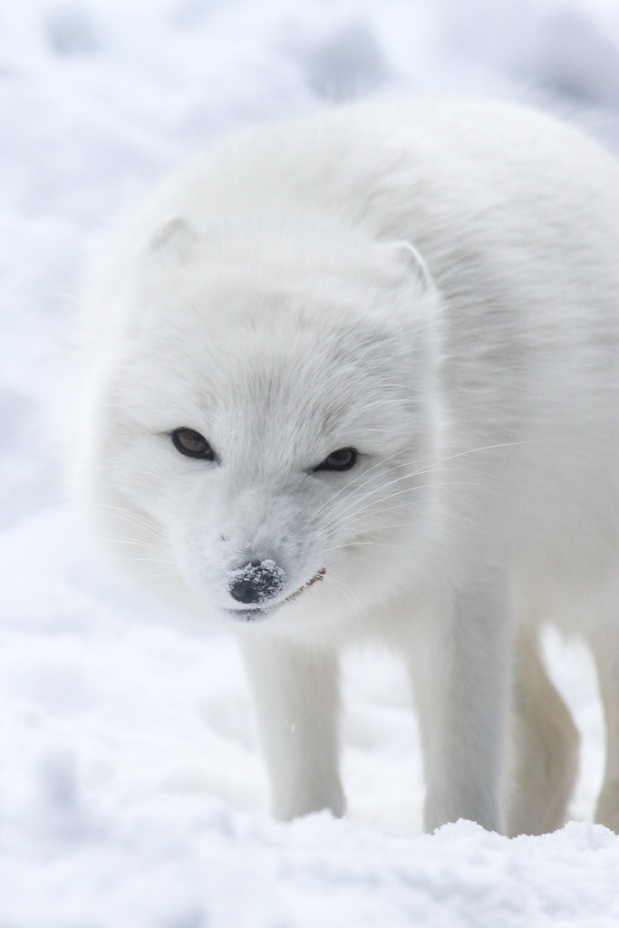 Smirky Fox