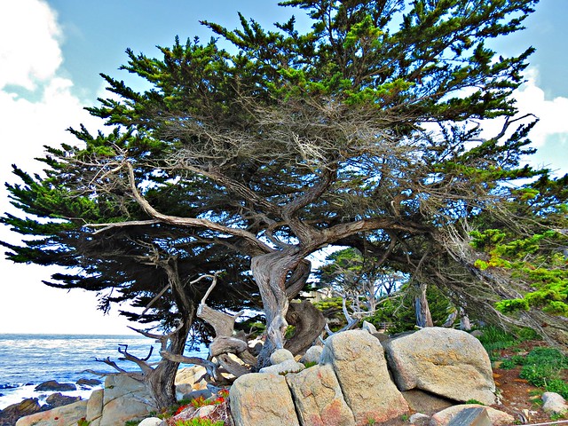 The Ghost Tree, 17-Mile Drive, Carmel-by-the-Sea, CA