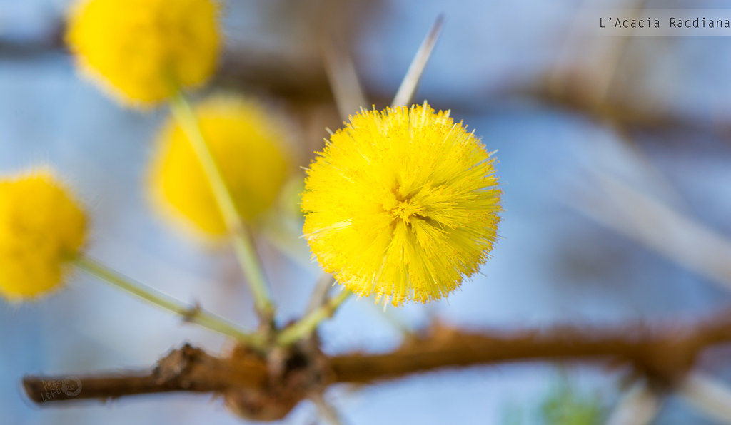 L’Acacia Raddiana | Cet arbre est réputé chez les nomades po… | Flickr