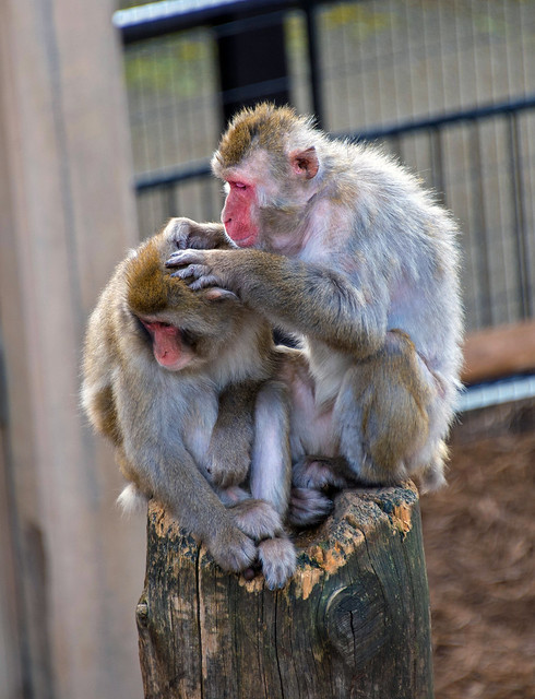 Grooming Japanese Macaques