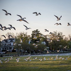 #newbernnc #newbernnc #seagulls on the Neuse River shore
