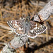 Flickr photo 'Common Checkered-Skipper - Pyrgus communis' by: gailhampshire.
