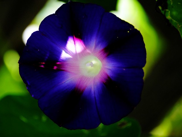 Purple with a lighted center