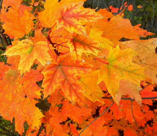 Maple leaves | by Dora 139