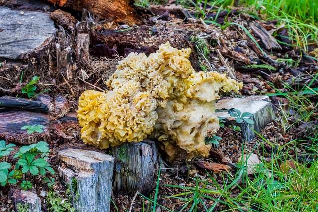 Cauliflower Fungi (Sparassis crispa)