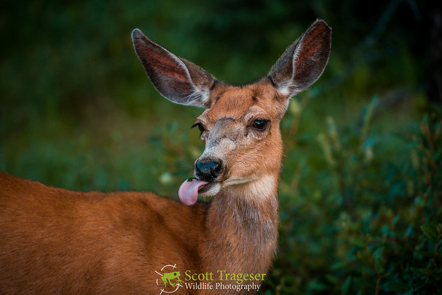 Rocky Mountain Mule Deer (Odocoileus hemionus hemionus)