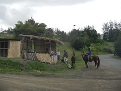 Horse & Roadside Stand