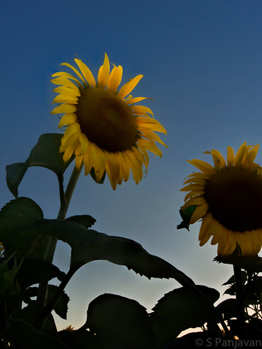 East Way by spanjavan, sunset sunflower hdr