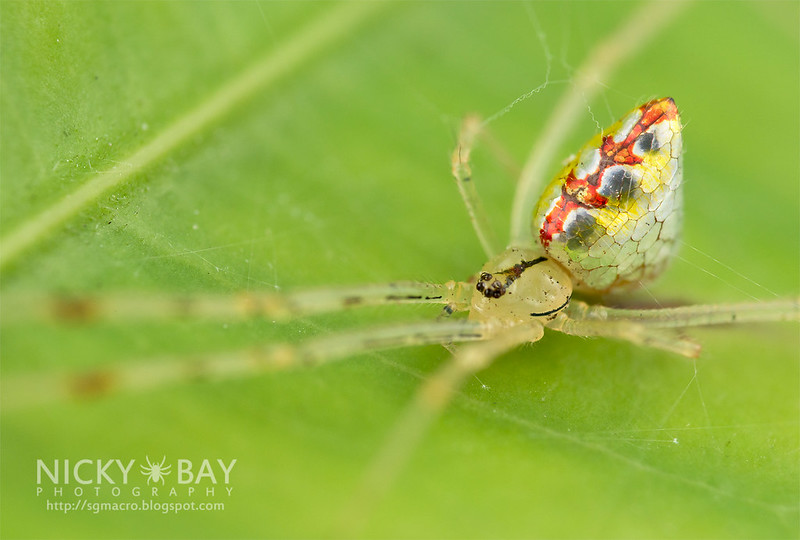 Mirror Spider (Thwaitesia sp.) - DSC_9978