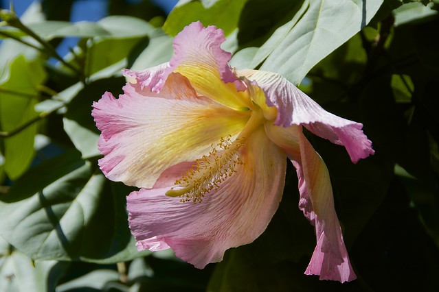 Hibiscus Flower, Cienfuegos Botanical Gardens, Cuba