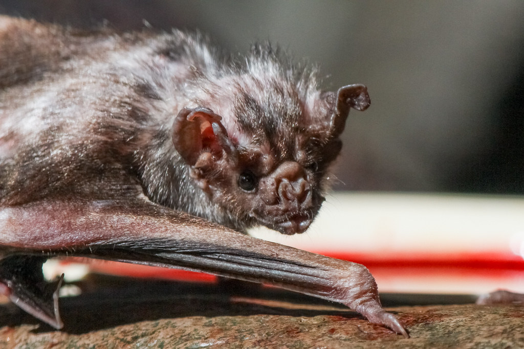 Why You Shouldn't be Afraid of Bats: Vampire and Hammer-Headed Bats