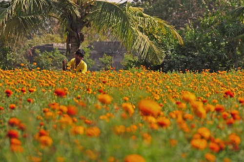 flowers trees boy orange india child farm palm labour gujarat porbandar