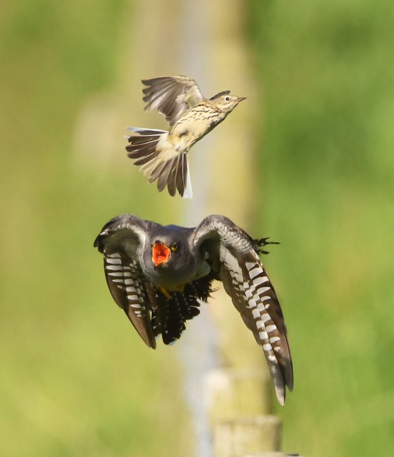 Cuckoo/Meadow Pipit