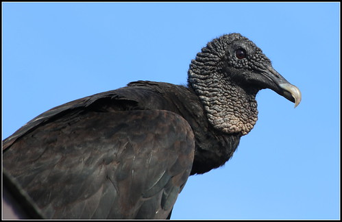 BLACK VULTURE | FIELD MARKS- small,partially unfeathered hea… | Flickr