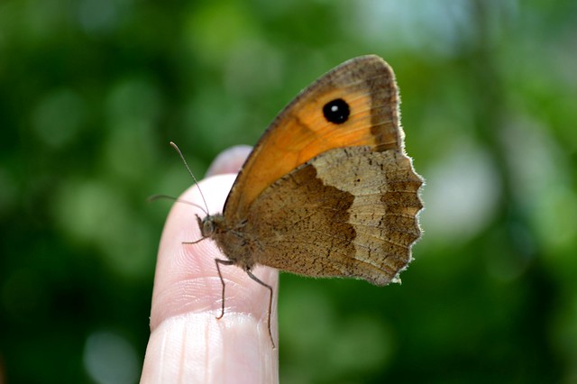 Meadow Brown Butterfly Maniola jurtina