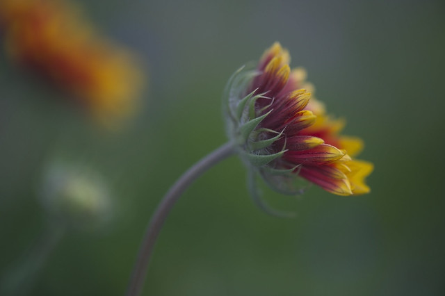 Gaillardia Flower