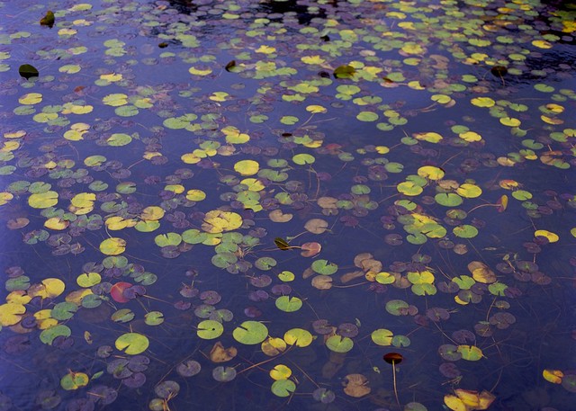 睡蓮 ( Water lily )　2013/11/3　早朝、木崎湖下流にて (In the early morning and Kizaki lake lower stream.)