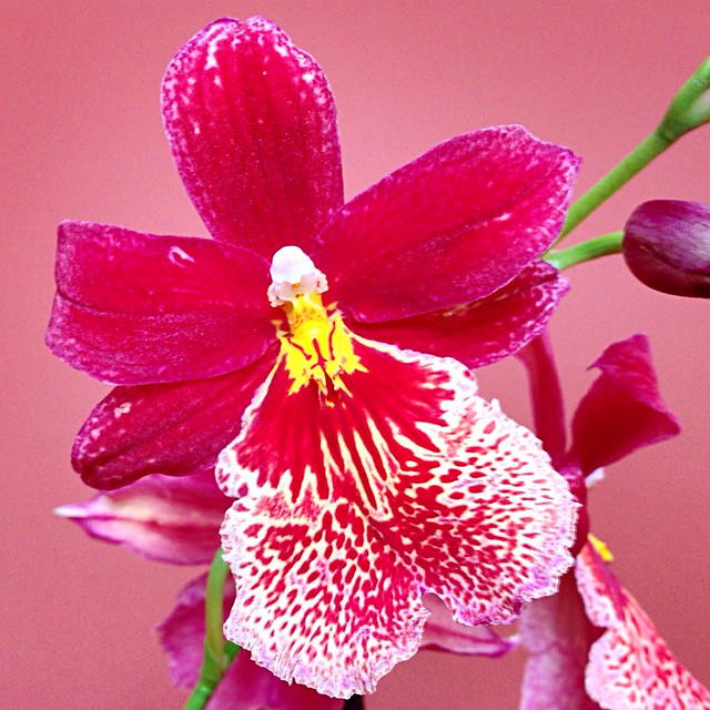 Orquídia Cambria