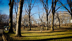 Bare Trees – Central Park, NYC, Winter 2014