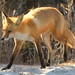 Flickr photo 'Fox,Red_Assateague,MD_©DaveSpier_D076686f' by: northeast naturalist.