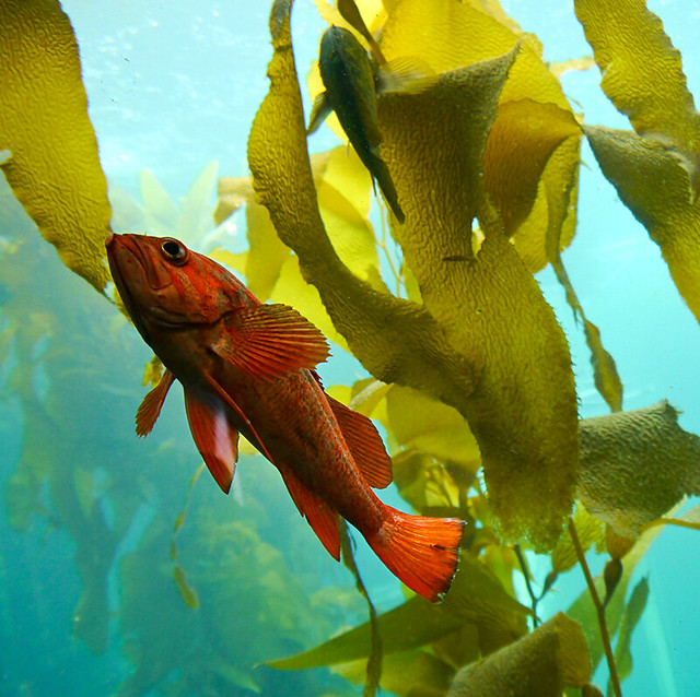 photo - Monterey Bay Aquarium