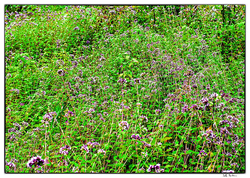 flowers wild 35mm garden mint run onion herb oregano machar southriver herbalist frostpocket machartownship frostpocketporn