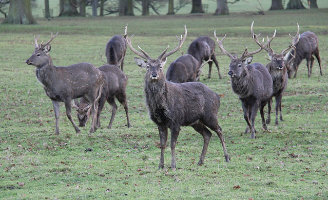 Sika Stags!