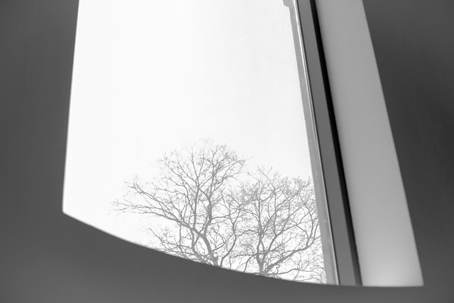 318/365 ~ Tree through the window