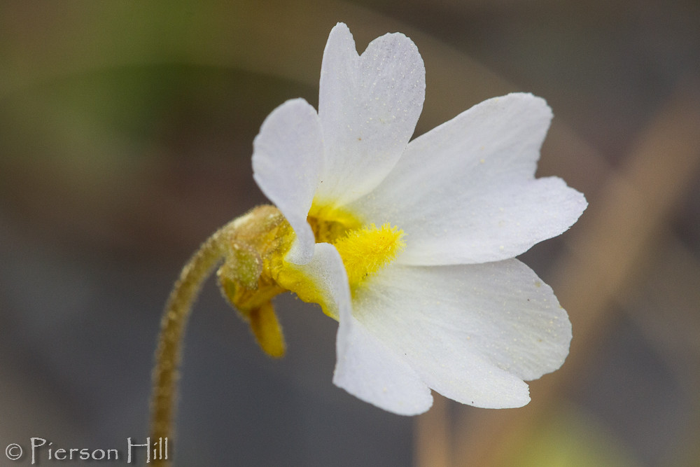 Primrose Butterwort (Pinguicula primuliflora)