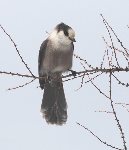 Gray Jay | by vischerferry