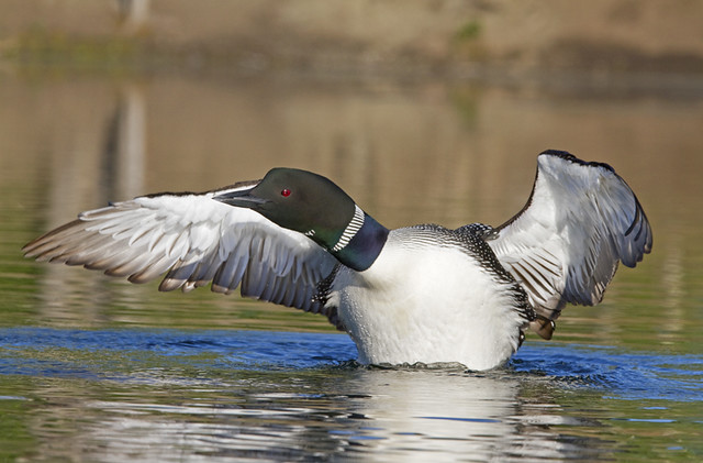 One More Wing Flapping Loon.